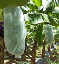 주문 Weed Control Agriculture PP Nonwoven for Planting Customize Weight Color Width Length online manufacture