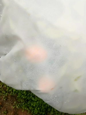 이름